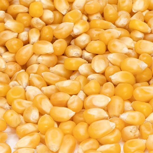 Corn\Maize